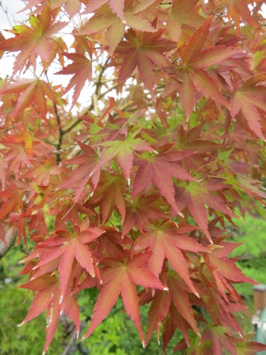 Sorakuen Garden 7 - Changing Leaves