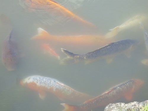 Tenryuji Temple 8 - Gold Fish