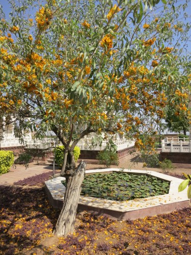 Jaswant Thada 15 - Cool Tree