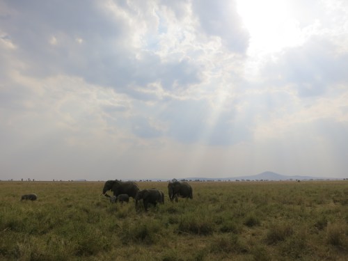 Serengeti 13 - Elephants