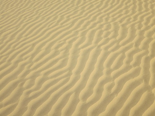 Camel Safari 111 - Designs in Sand Dunes