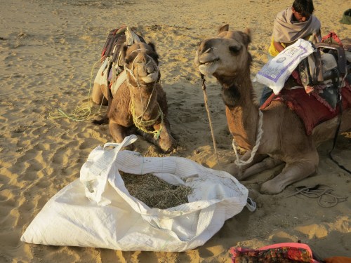 Breakfast for the camels