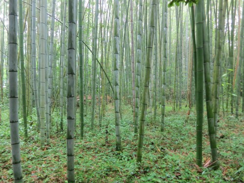 A quite stroll through the Bamboo Grove in Arashiyama