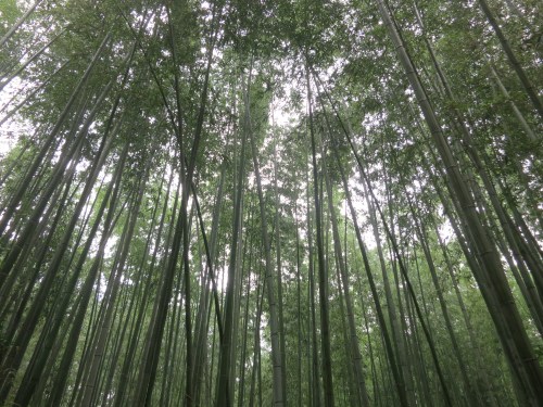 Arashiyama Area 8 - Bamboo Grove