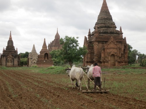The presence of the many temples and pagodas doesn't deter the locals from continuing to farm their fields, but it does offer then a nicer view