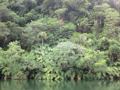 A look at the indigenous vegetation that consumes every bit of land right up to the river