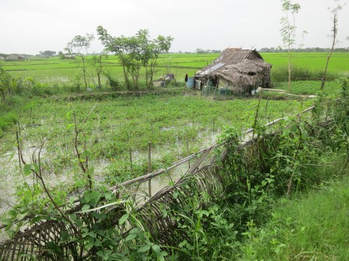 Dalah 21 - Rice Fields