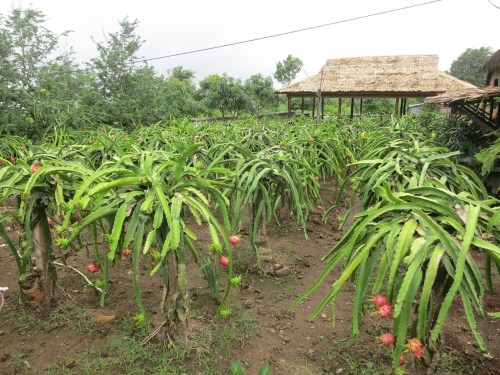 An orchard of Dragon Fruit, which -- it turns out -- is as tasty as the name is intimidating