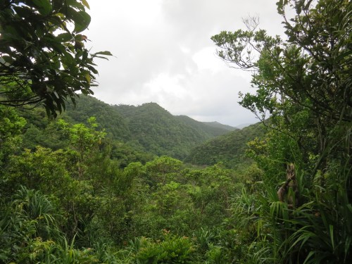 Back into the jungle…