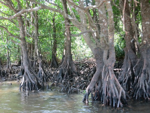 Getting a closer look at the mangroves swamps