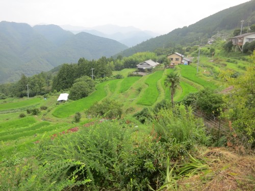A few layers of cascading rice fields in the village of Takahar