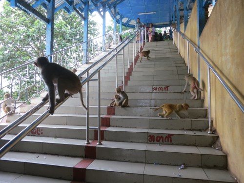 If the blanketing cloud cover didn't give the temple an "other-worldly" enough feel, the presence of hundreds of very aggressive monkeys sure did the trick