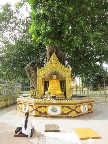 Shwe Dagon Paya 25 - Praying by Bodhi Tree