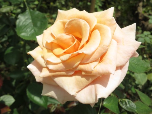 A particularly beautiful rose