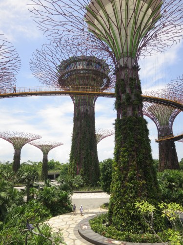 The grove of Super Trees, towering upwards of 50 meters in the air and especially coming alive at night, when they are thoroughly illuminated